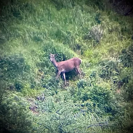 Calmfranc Atico Abuhardillado Con Vistas Al Rio Y La Montana Avistamiento De Ciervos En Pueblo