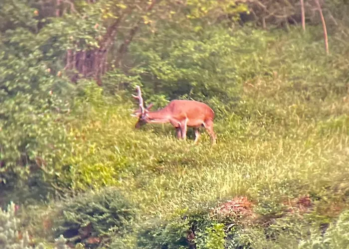 Apartman Calmfranc Atico Abuhardillado Con Vistas Al Rio Y La Montana Avistamiento De Ciervos En Pueblo Canfranc